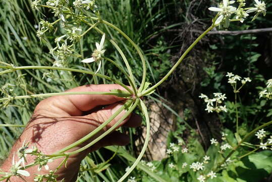 Image of Alepidea cordifolia