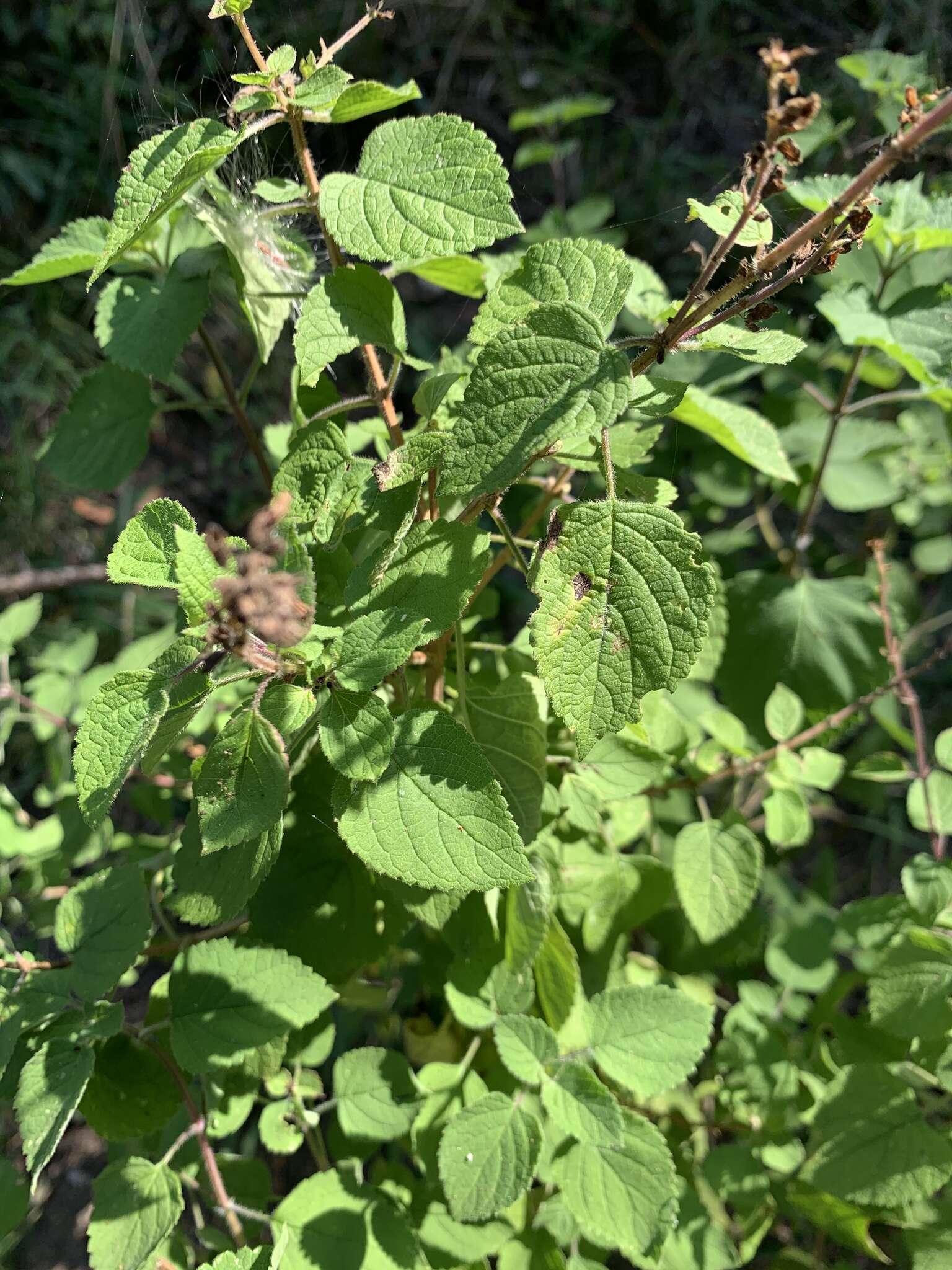 Image de Ocimum labiatum (N. E. Br.) A. J. Paton