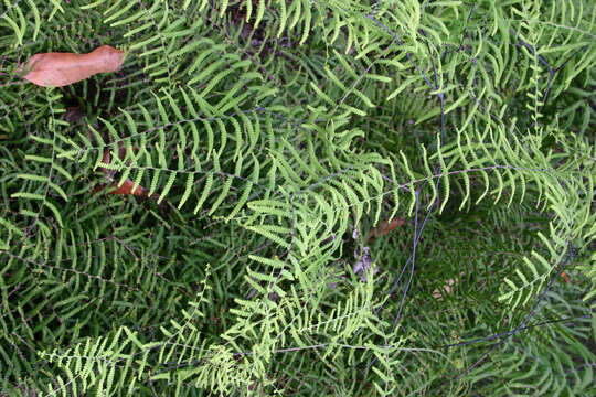 Image of Gleichenia polypodioides (L.) Sm.