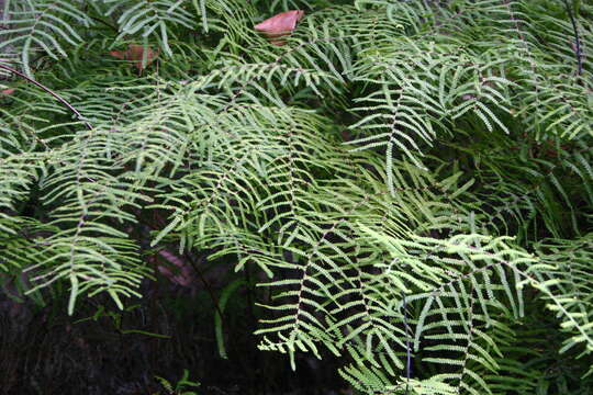 Image of Gleichenia polypodioides (L.) Sm.