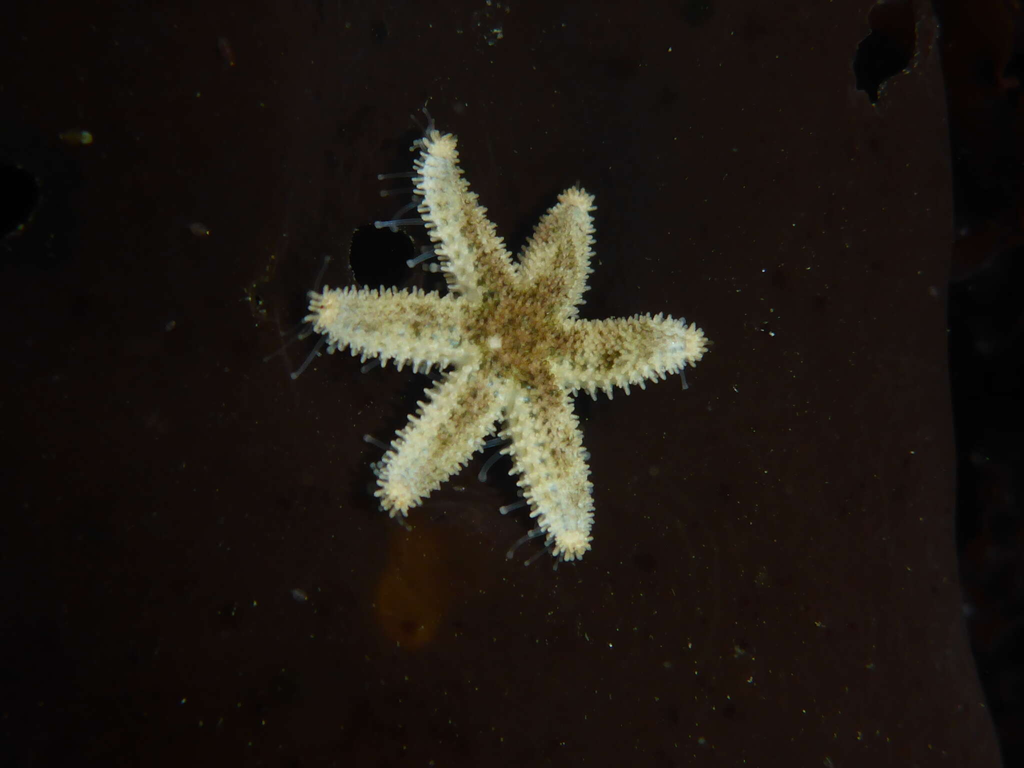 Image of Six-rayed Star
