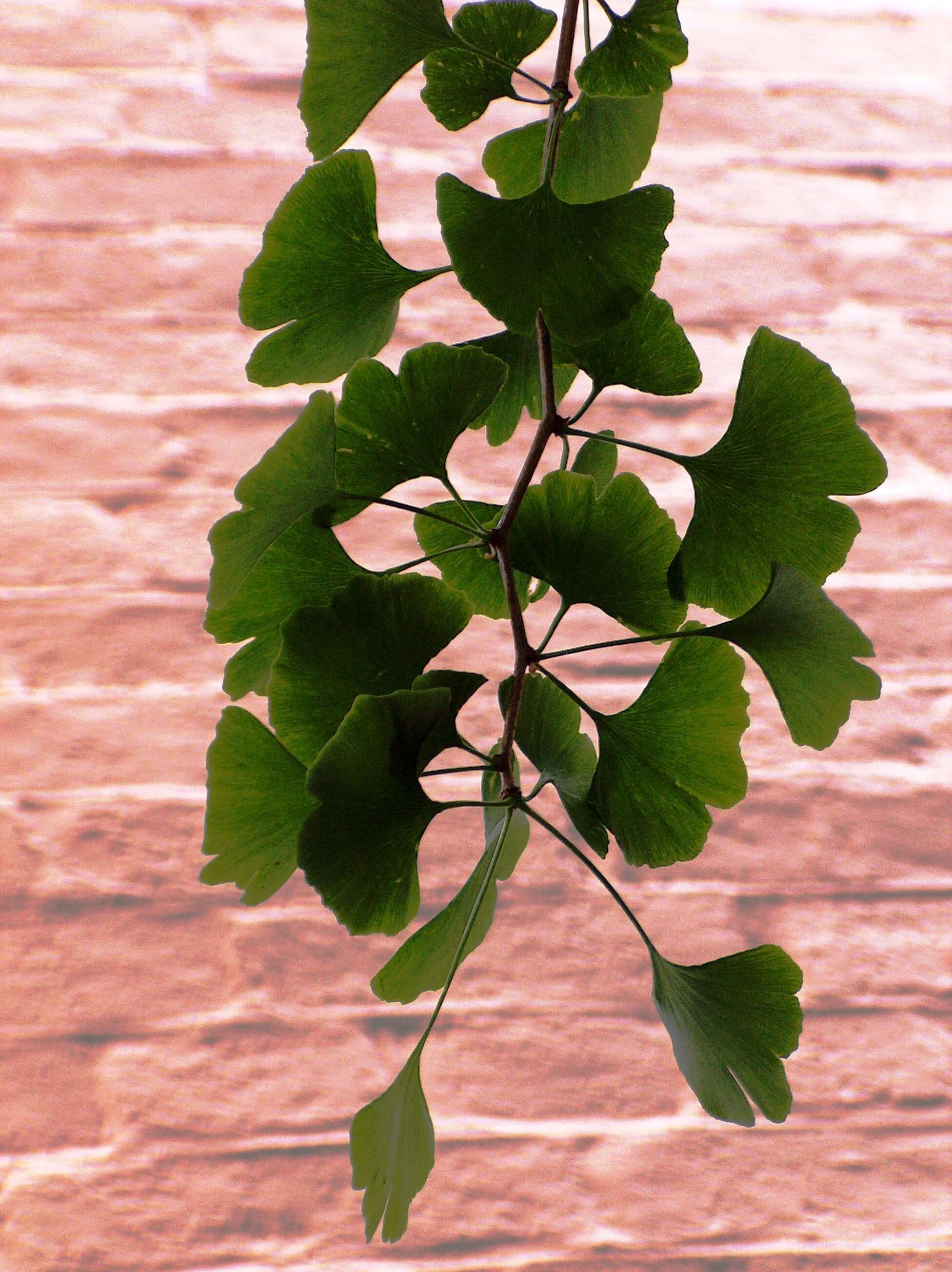 Image of Ginkgoopsida