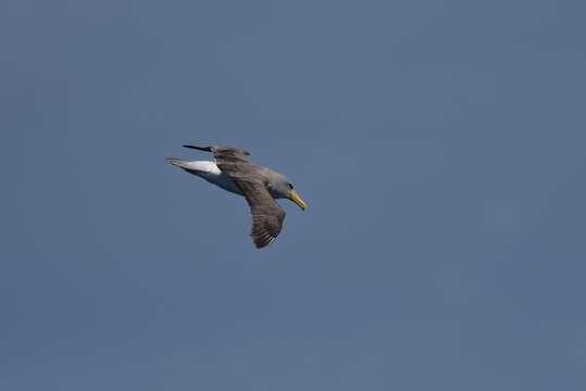 Image of Chatham Albatross