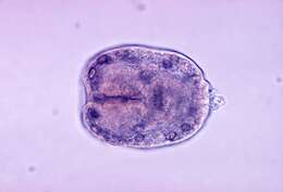 Image of Echinococcus granulosus