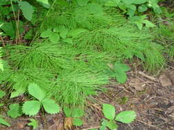 Image of Wood Horsetail