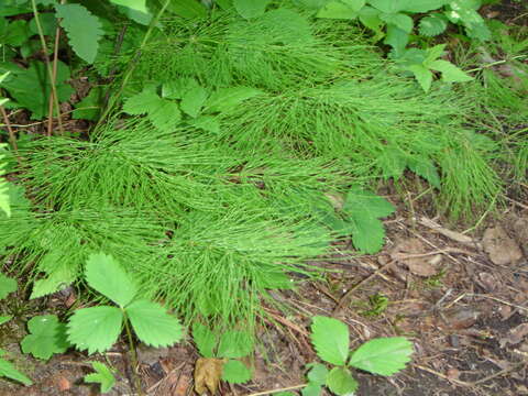 Image of Wood Horsetail