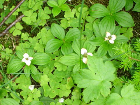 Image of bunchberry dogwood