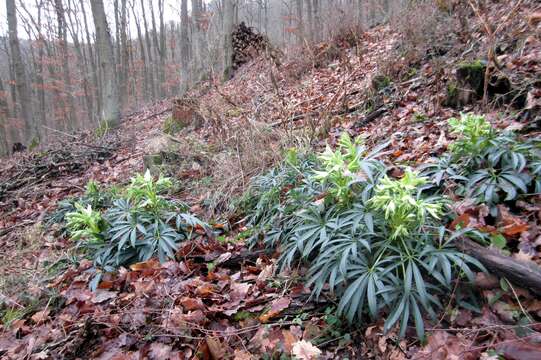 Image of Stinking Hellebore