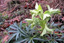 Image of Stinking Hellebore