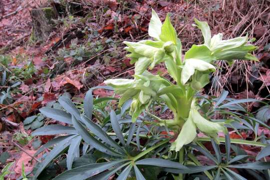 Image of Stinking Hellebore