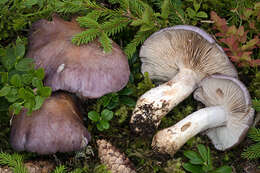 Слика од Cortinarius cumatilis Fr. 1838