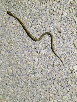 Image of European Ratsnake