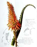 Image of candelabra aloe