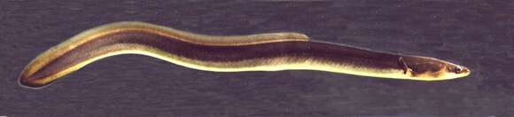 Image of American Eel