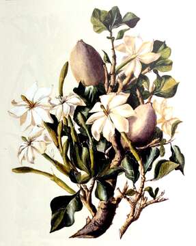 Image of Thunberg's gardenia