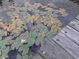 Image de Nymphaea ampla (Salisb.) DC.