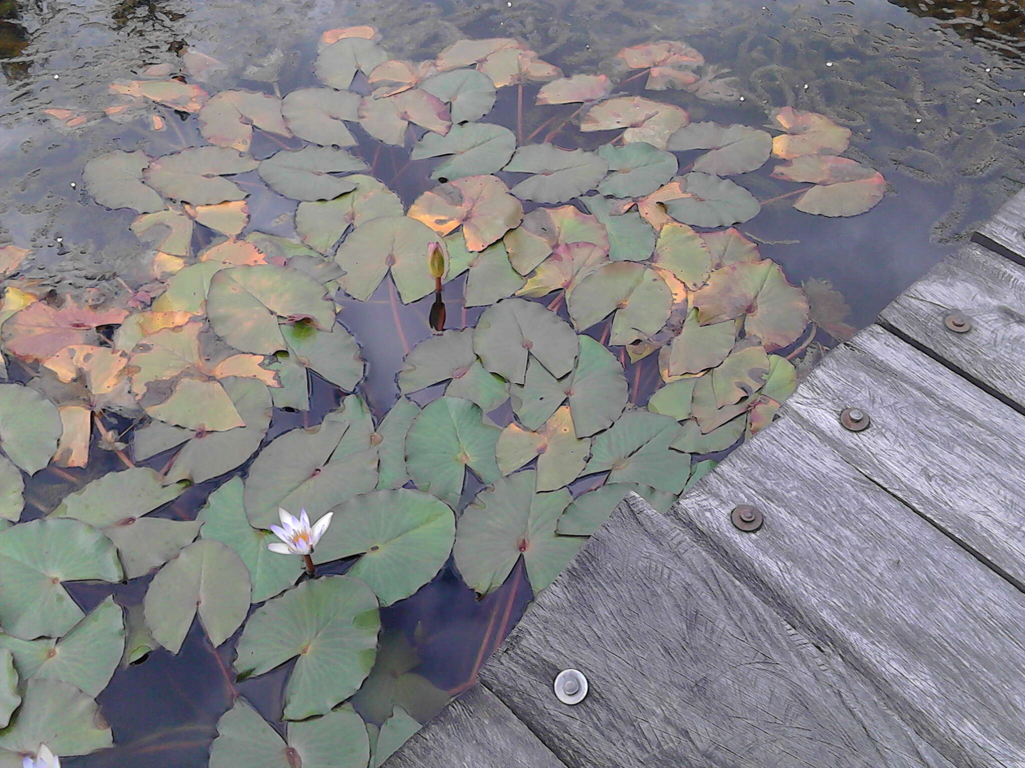 Image de Nymphaea ampla (Salisb.) DC.