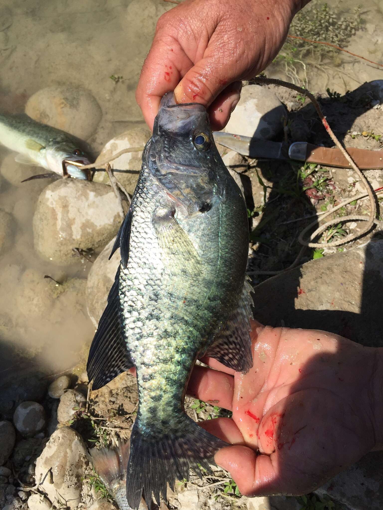 Image of White Crappie