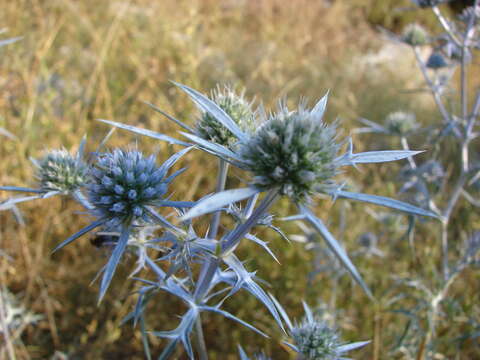 Eryngium amethystinum L. resmi