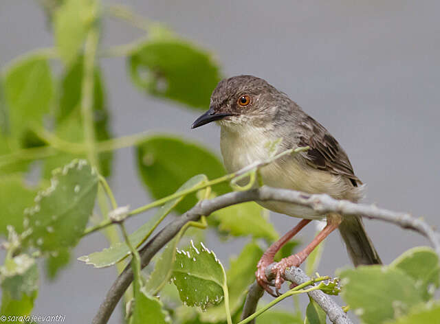 Image of Ashy Prinia