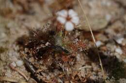 صورة Drosera nitidula Planch.