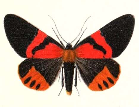 Image of Milionia rawakensis Quoy & Gaimard 1825