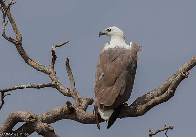 Image of White-bellied Sea Eagle