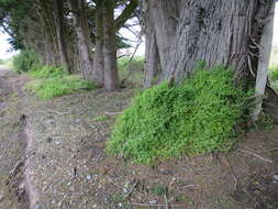 Plancia ëd Chenopodium nutans (R. Br.) S. Fuentes & Borsch