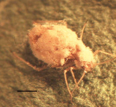 Image of Green peach aphid