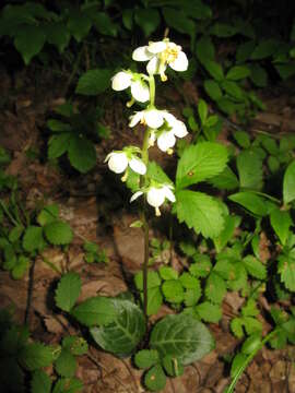 Image of Wintergreen