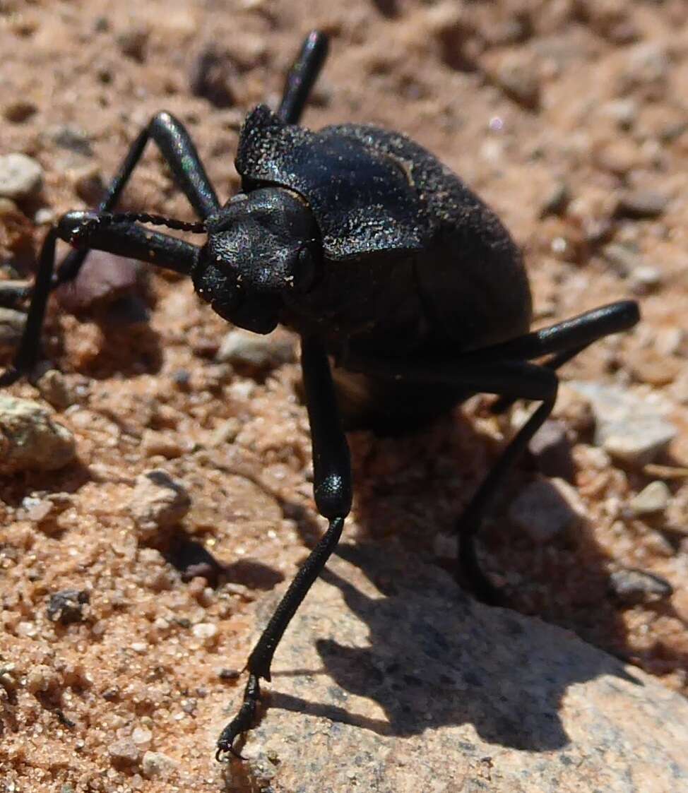 Image of Philolithus (Gonasida) elatus (Le Conte 1853)