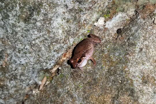 Eleutherodactylus johnstonei Barbour 1914 resmi