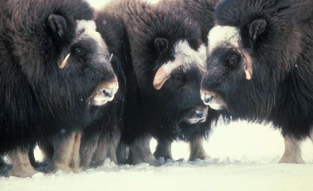 Image of muskox