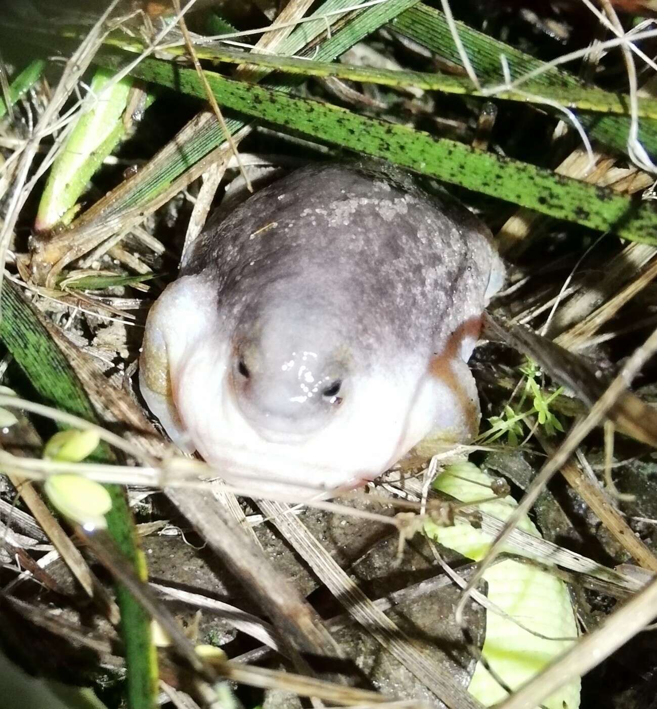 Image of Myobatrachus Schlegel ex Gray 1850