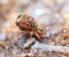 Image of Dicyrtomina minuta f. ornata E. Handschin 1929