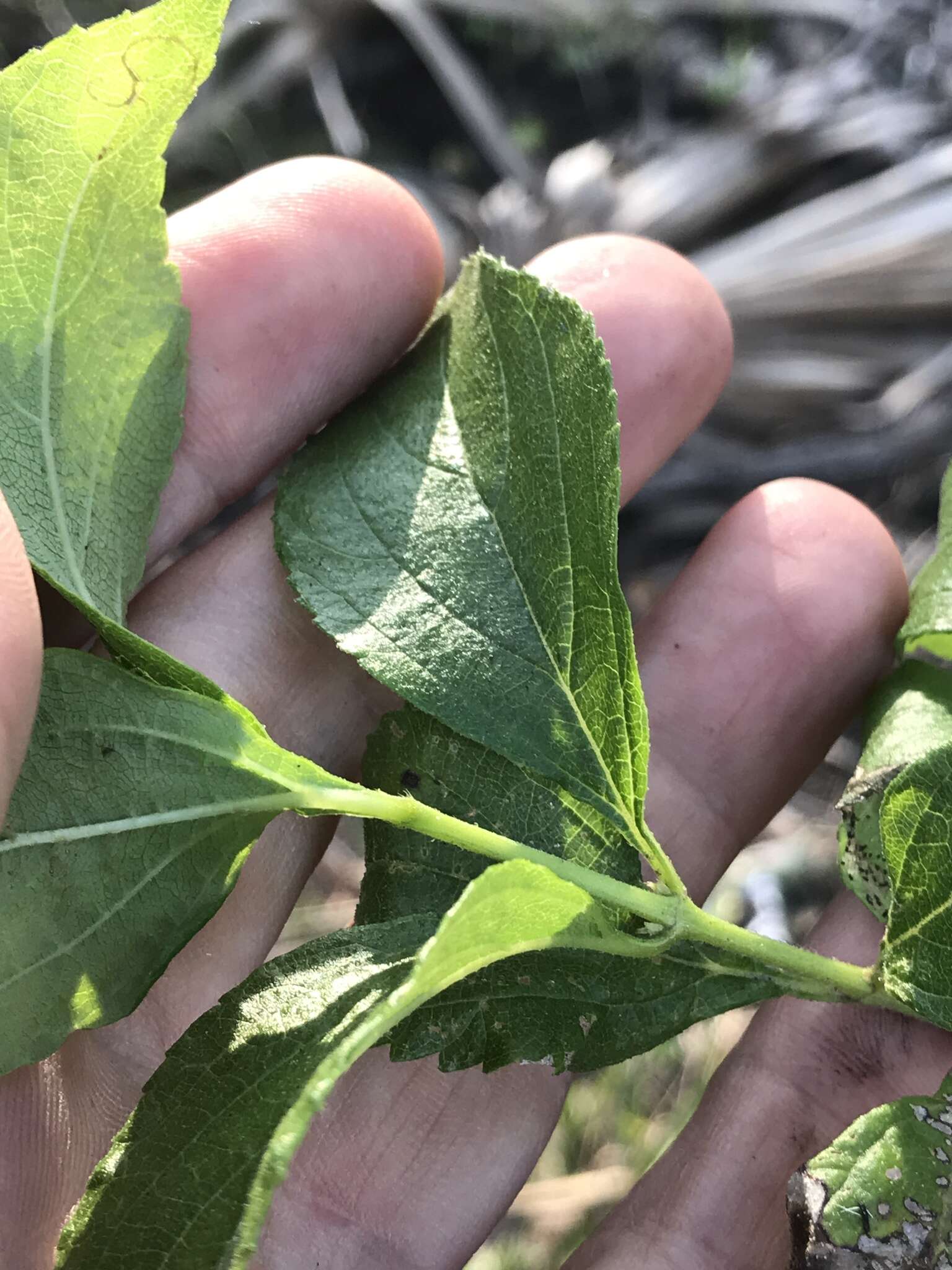 Image of Florida shrubverbena