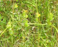 Image of Yellow rattle