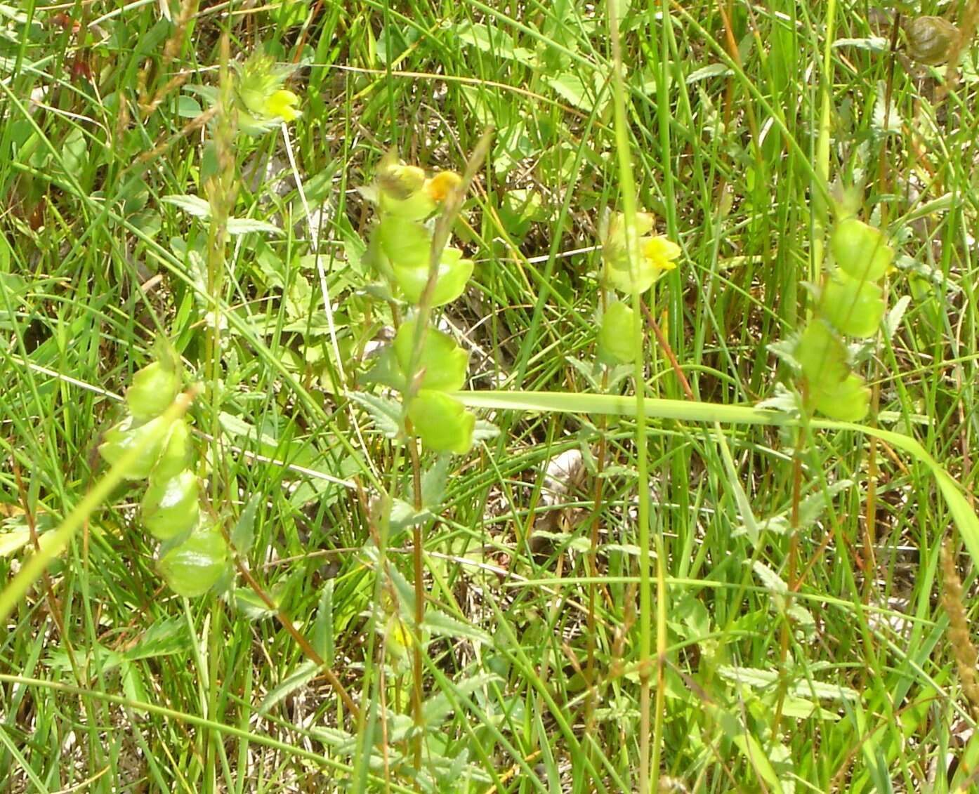 Image of Yellow rattle