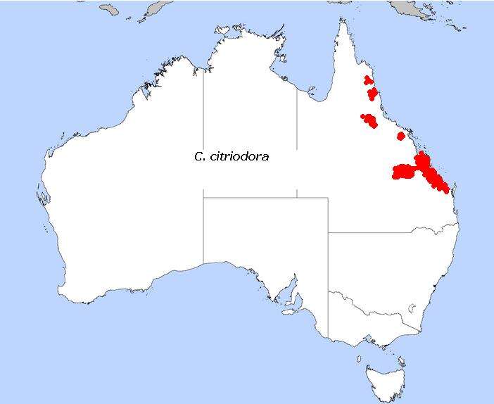 Image of lemonscented gum