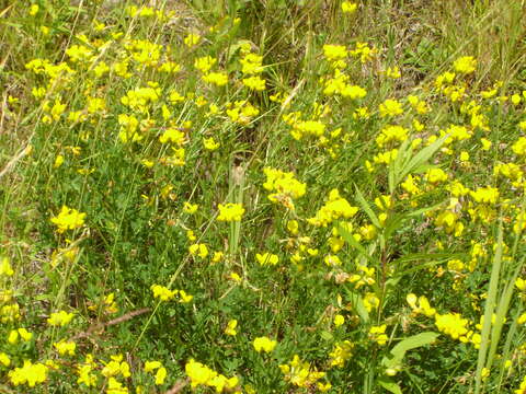 Imagem de Lotus corniculatus L.