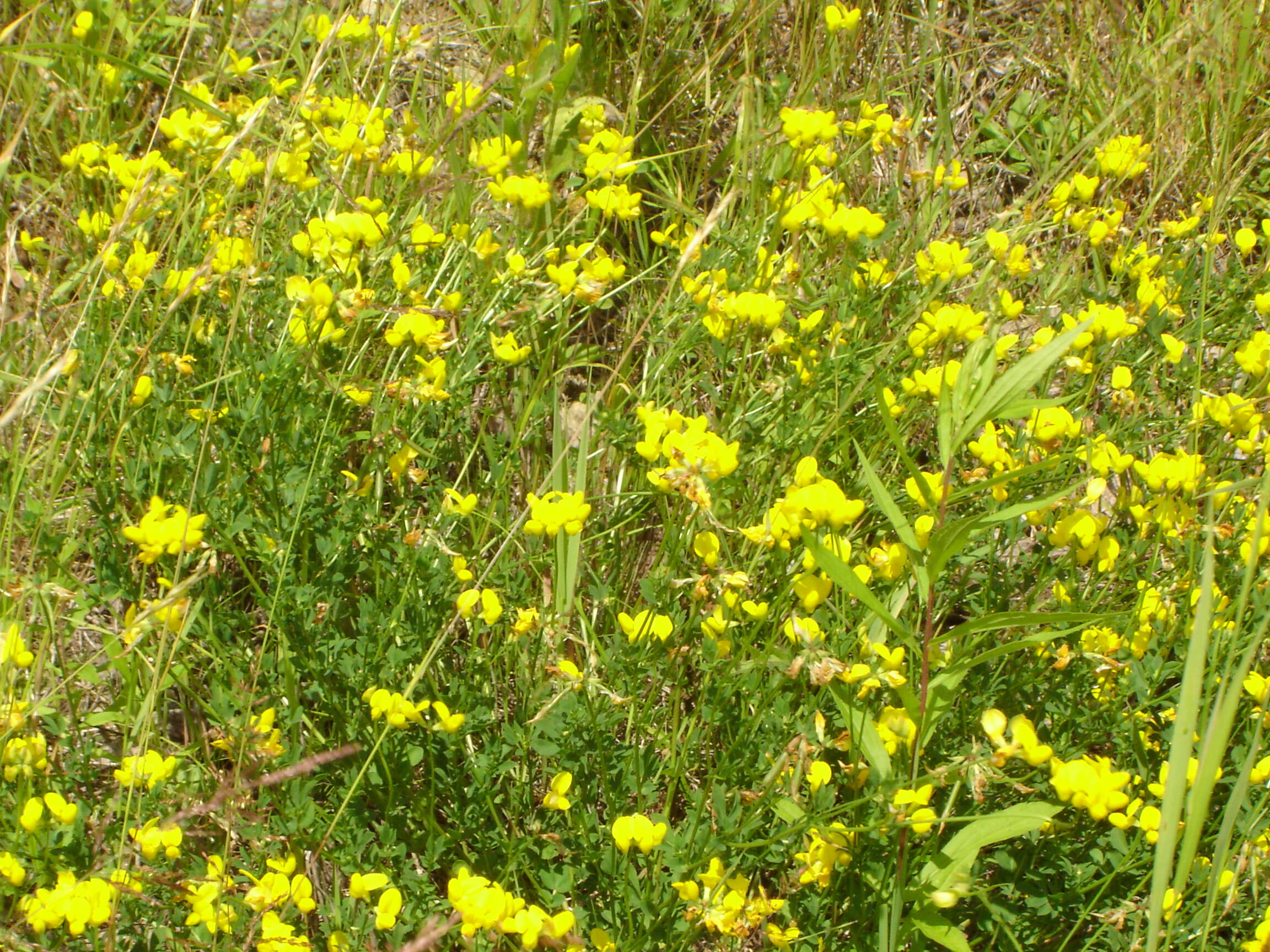 Image of Common Bird's-foot-trefoil