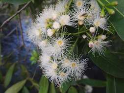 Image of Syzygium komatiense