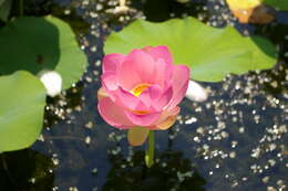 Image of sacred lotus