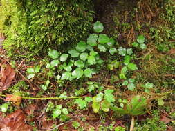 Image of Seaside Bittercress