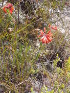 Image of <i>Erica <i>cerinthoides</i></i> subsp. cerinthoides