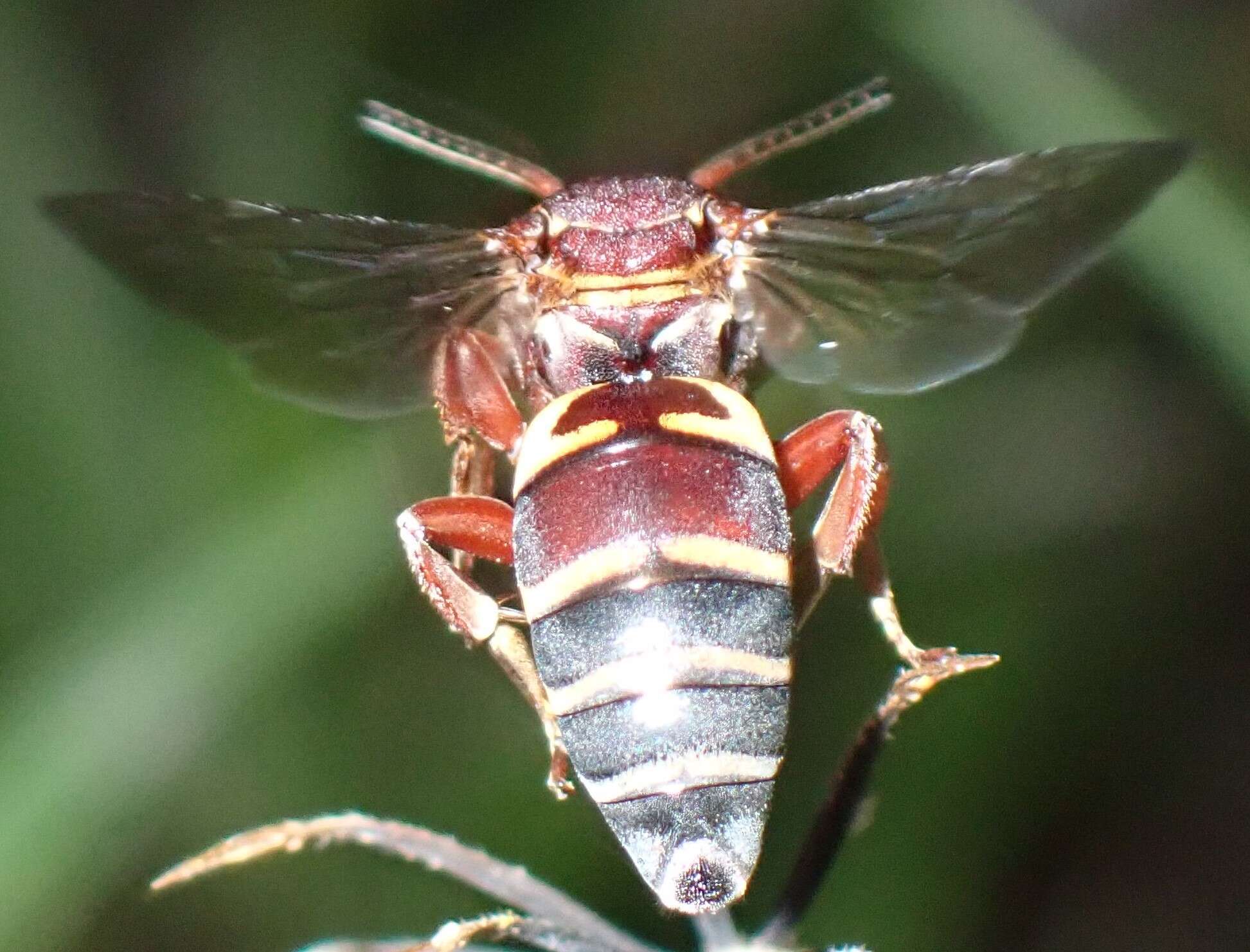 Triepeolus rufithorax Graenicher 1928 resmi