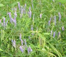 Image of bird vetch