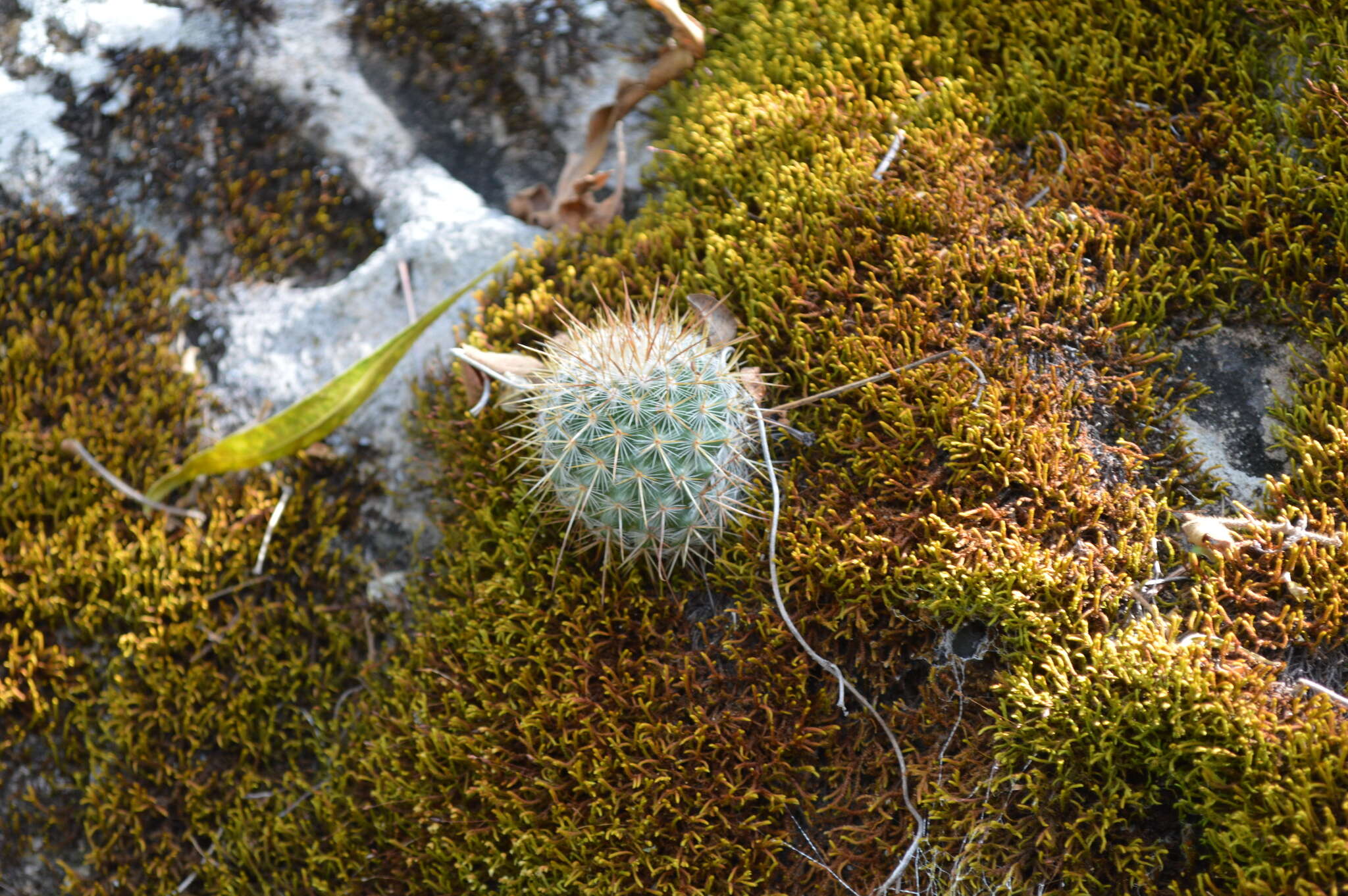 Image of Mammillaria nunezii subsp. nunezii