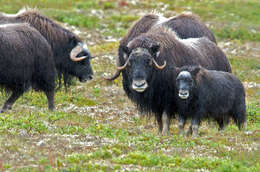 Image of muskox