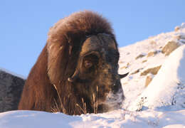 Image of muskox